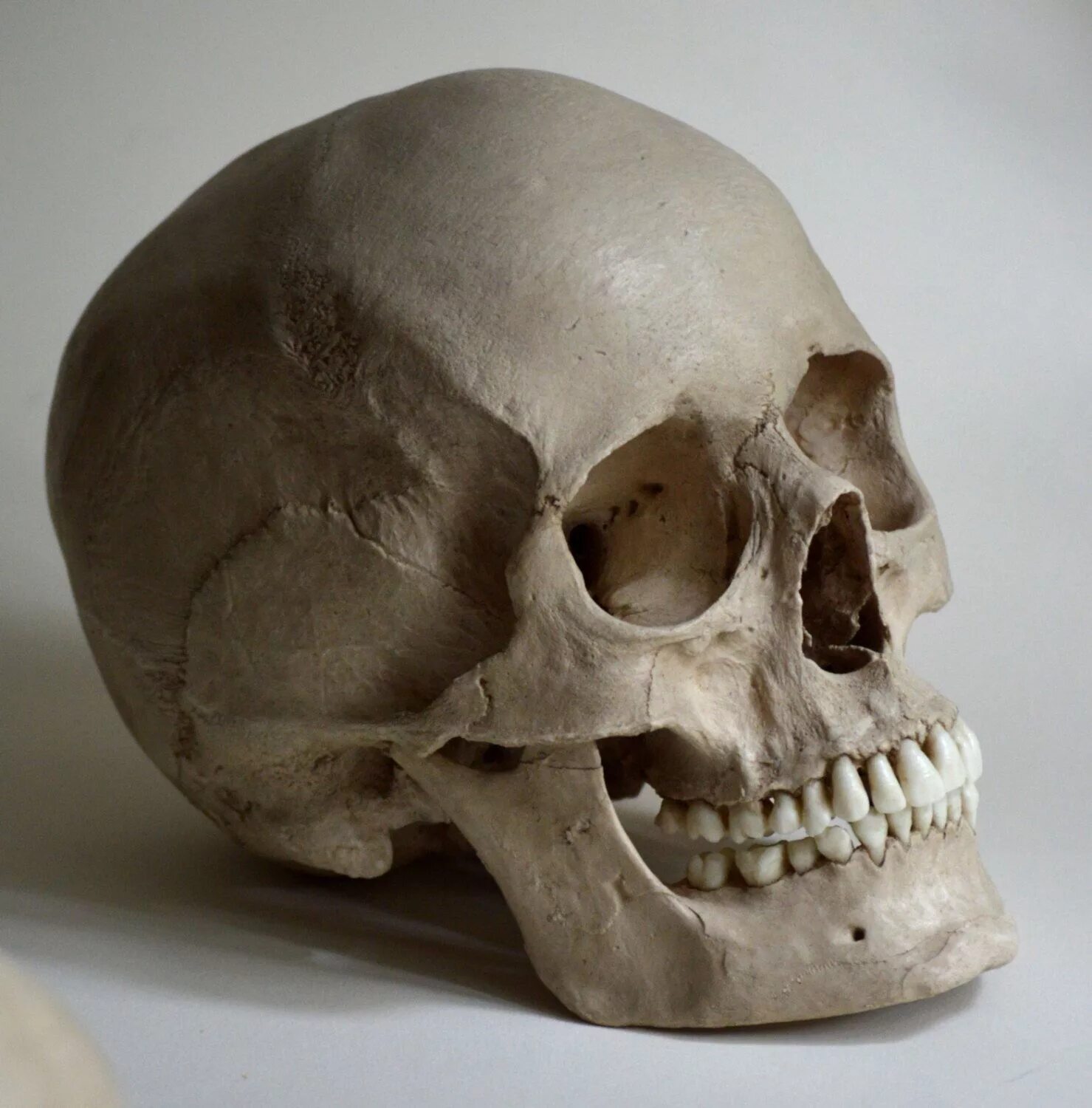 Пробитый череп фото Female Human Skull Replica - Etsy Skull reference, Skull anatomy, Skull art