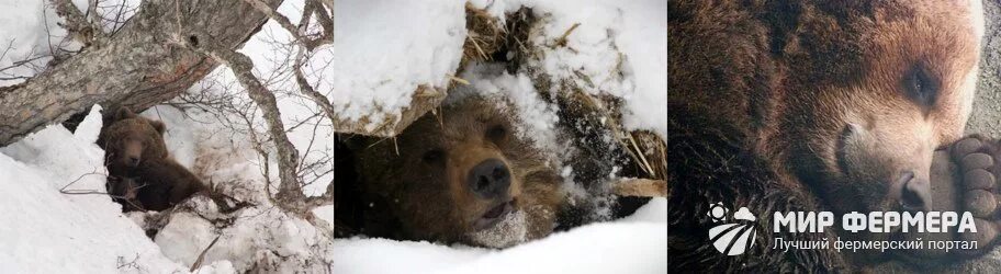 Пробка медведя после спячки фото Почему медведь зимой спит: особенности и сроки спячки