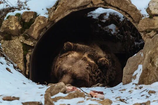 Пробка медведя после спячки фото Bear In Cave Зображення - огляд 13,247 Стокові фото, векторні зображення й відео