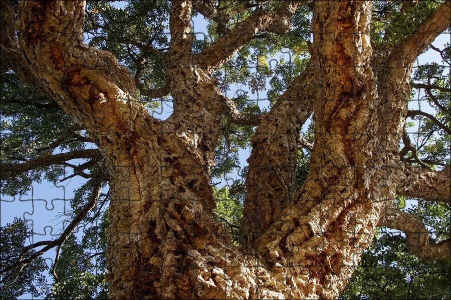 Пробковое дерево фото Магнитный пазл 27x18см."Дуб, пробка, quercus suber" на холодильник - купить с до