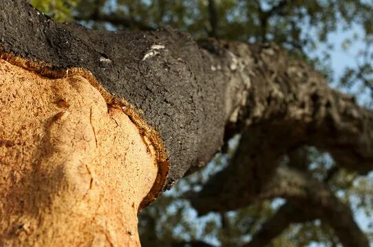 Пробковое дерево фото Cork Trees Изображения: просматривайте стоковые фотографии, векторные изображени