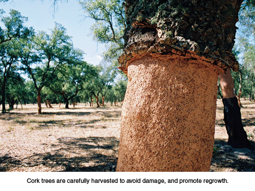 This 230 year old Cork Oak tree is Portugal’s mo... Cork tree, Oak tree, Boring 