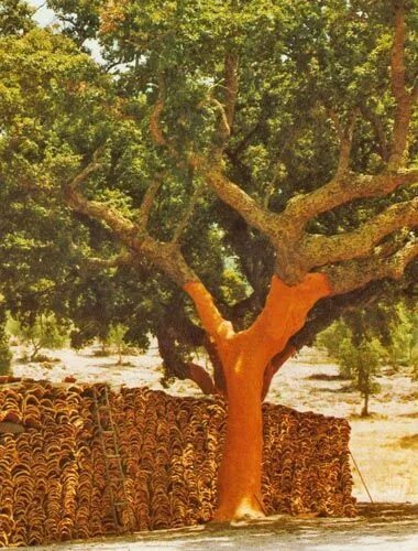 Пробковое дерево фото Cork tree, Tree, Shrubs