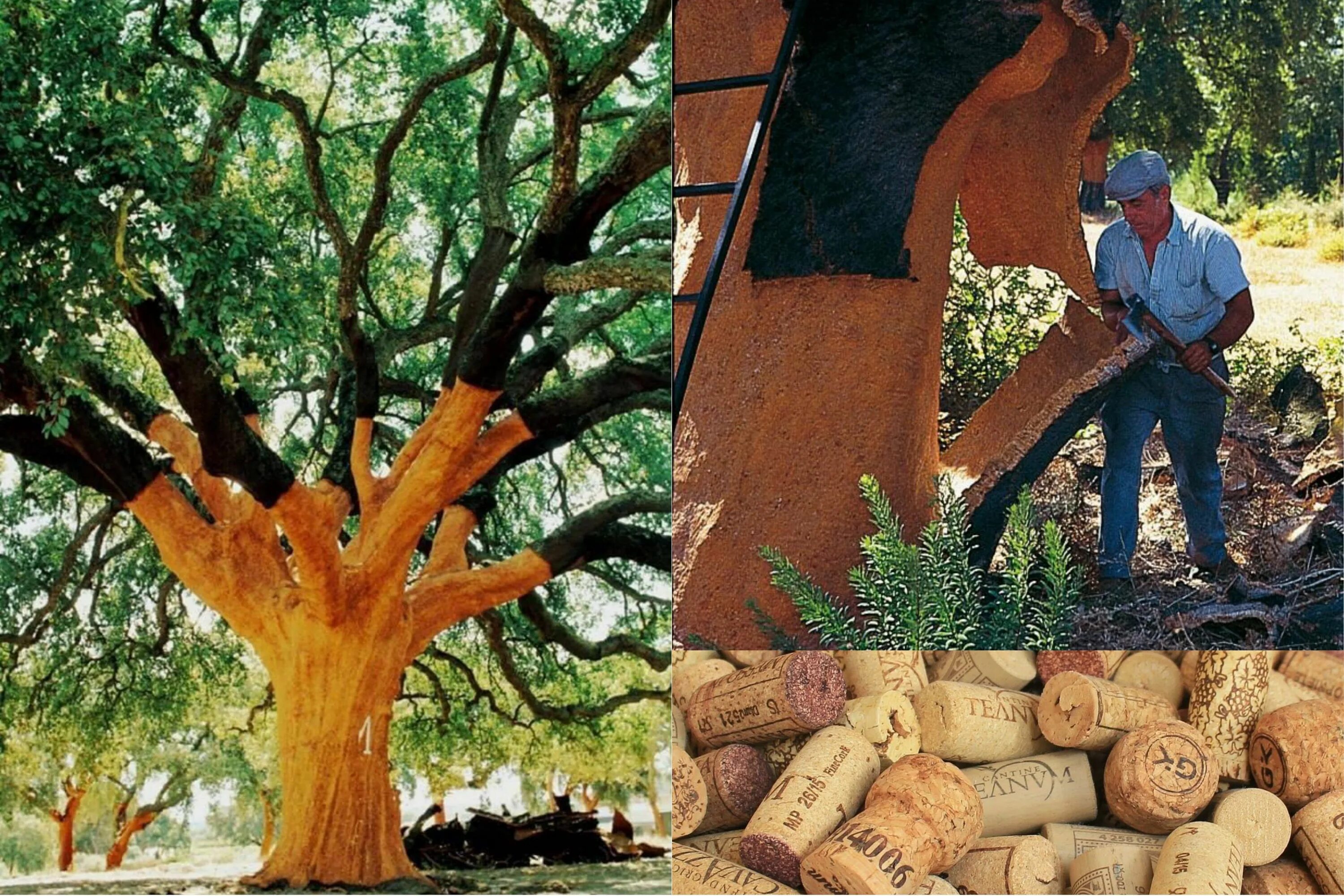 Пробковое дерево фото This 230 year old Cork Oak tree is Portugal’s mo... Cork tree, Oak tree, Boring 