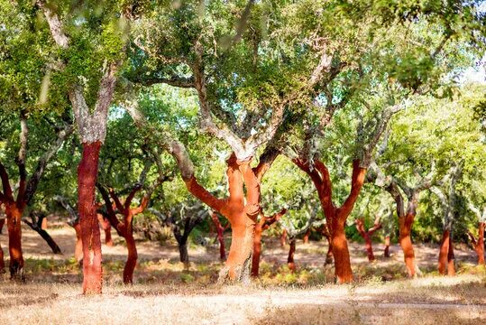 Пробковое дерево фото Cork Tree Изображения: просматривайте стоковые фотографии, векторные изображения