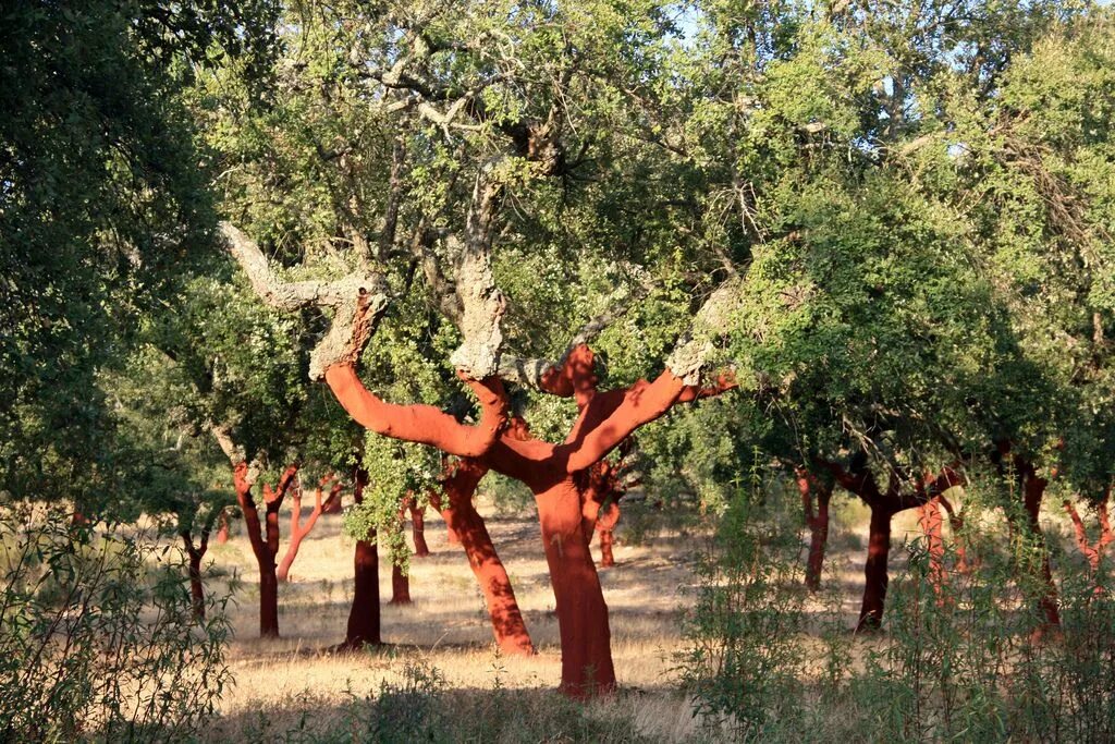 Пробковое дерево фото 2011 Cork Oaks, Portugal Cork, Farmer, Trees to plant