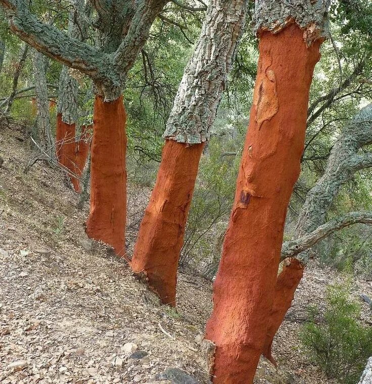 Пробковое дерево фото Cork: Harvest for the Patient Farmer Cork tree, Tree, Trees to plant