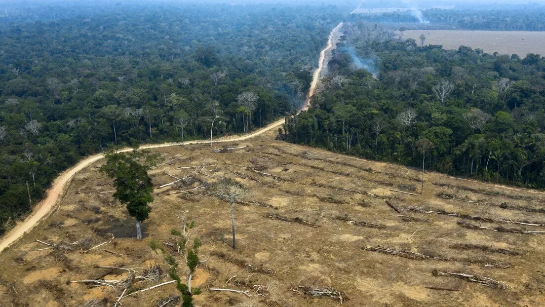 Проблема исчезновения тропических лесов фото La deforestación en la Amazonía empieza el año con tasas récord y podría alcanza