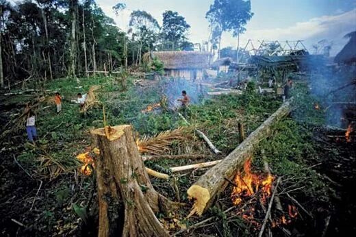 Проблема исчезновения тропических лесов фото "Burning a Renaissance Painting to Cook a Meal" Rainforest destruction, Guatemal