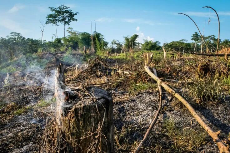 Проблема исчезновения тропических лесов фото Tropical rainforests may be near a tipping point beyond our control