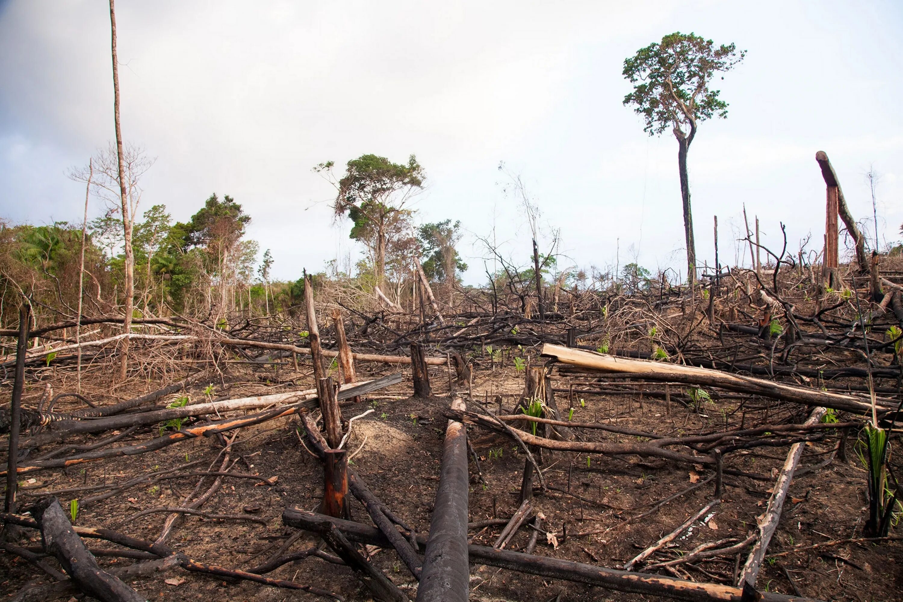 Проблема исчезновения тропических лесов фото Deforestation is leading to more infectious diseases in humans