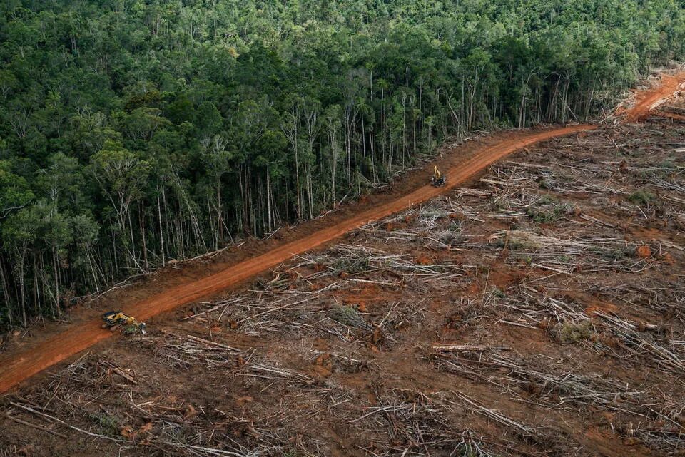 Проблема исчезновения тропических лесов фото Forest area twice the size of the UK 'will be destroyed for palm oil and soy by 