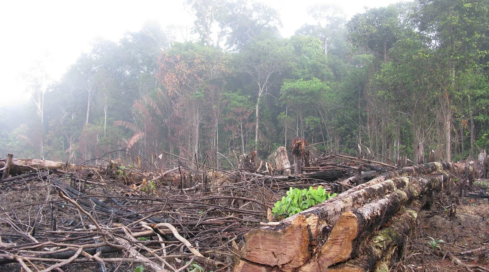 Проблема исчезновения тропических лесов фото Petition - Limit Deforestation in the Amazon Rain-Forest. - United States - Chan