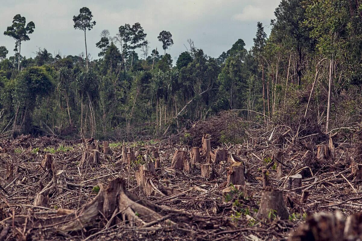 Проблема исчезновения тропических лесов фото Global Warming Is Slowing the Growth of Plant Life on Earth - Bloomberg