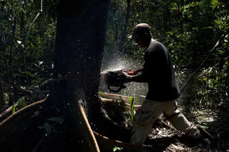 Проблема исчезновения тропических лесов фото The Amazon Forest Is Now Giving Off More CO2 Than It Is Abso