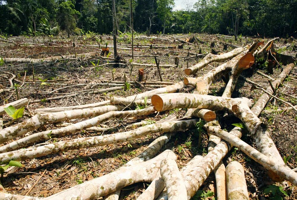 Проблема исчезновения тропических лесов фото Deforestation In The Amazon Affects Microbial Life As Well As Ecosystems - Redor