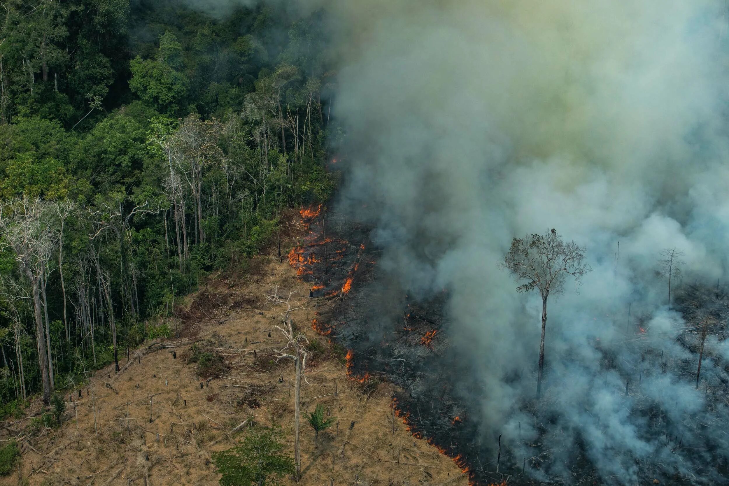 Проблема исчезновения тропических лесов фото Impact report 2019 - Greenpeace UK