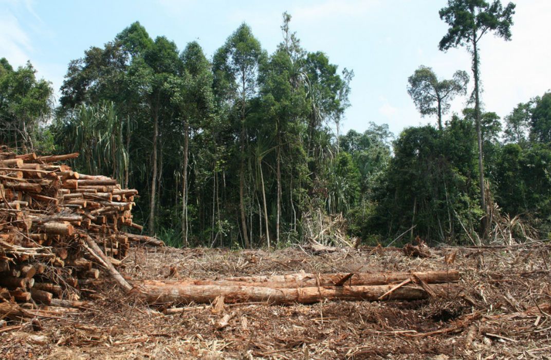 Проблема исчезновения тропических лесов фото Cut Down a Forest, Let It Grow Back, And Even 30 Years Later It’s Not the Same S