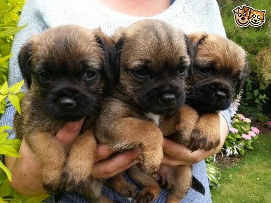 Продажа щенков фото border terrier puppies Sleaford, Lincolnshire Pets4Homes Border terrier puppy, P