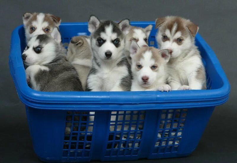 Продажа щенков фото Basket full of Huskies...yes please Siberian husky puppies, Husky puppy, Puppies