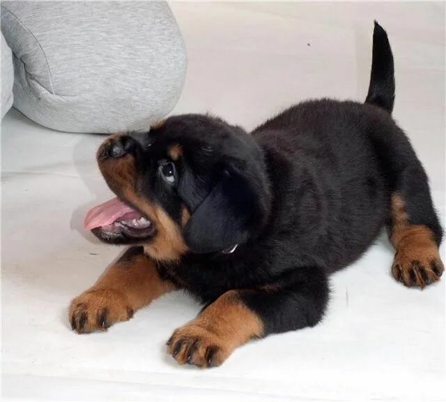 Продажа собак фото Rottweiler - Loving Confident and Loyal (с изображениями) Щенки ротвейлера, Поро