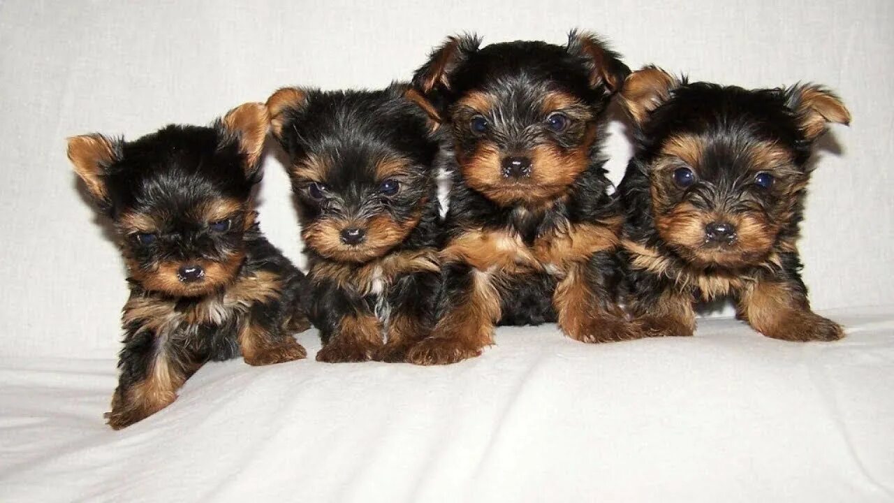 Продажа собак в новосибирске с фото недорого Lovely Yorkie Pictures wallpapers - YouTube