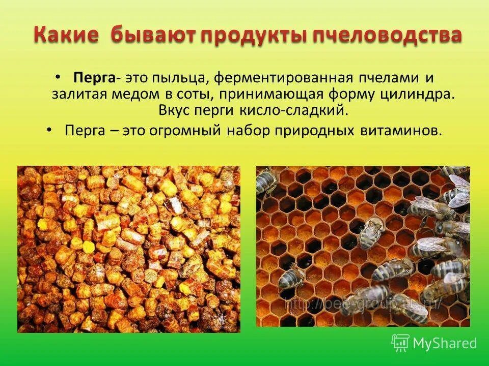 Продукты меда и пчеловодства названия и фото Пчелиные продукты - CoffeePapa.ru