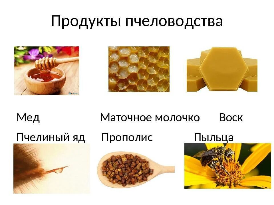 Продукты меда и пчеловодства названия и фото Из меда продукция eCookie.ru