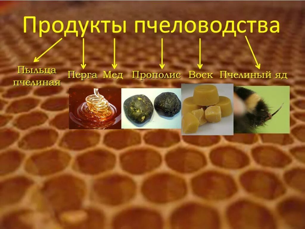 Продукты меда и пчеловодства названия и фото Презентация "Продукты пчеловодства и использование их в жизни человека" (10 клас