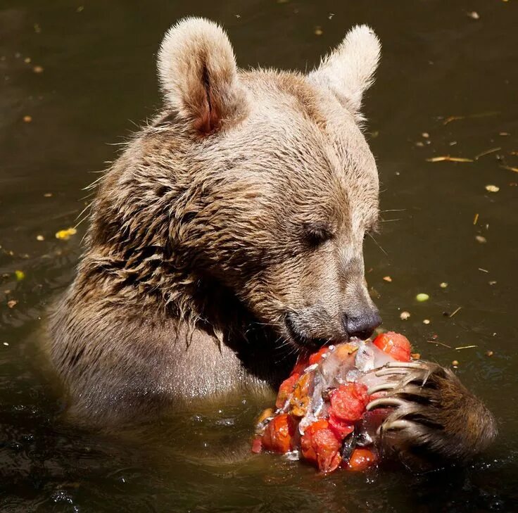 Продукты жизнедеятельности медведя фото Pin by Susan Heyman on the ark Bear stuffed animal, Photo focus, Focus photograp