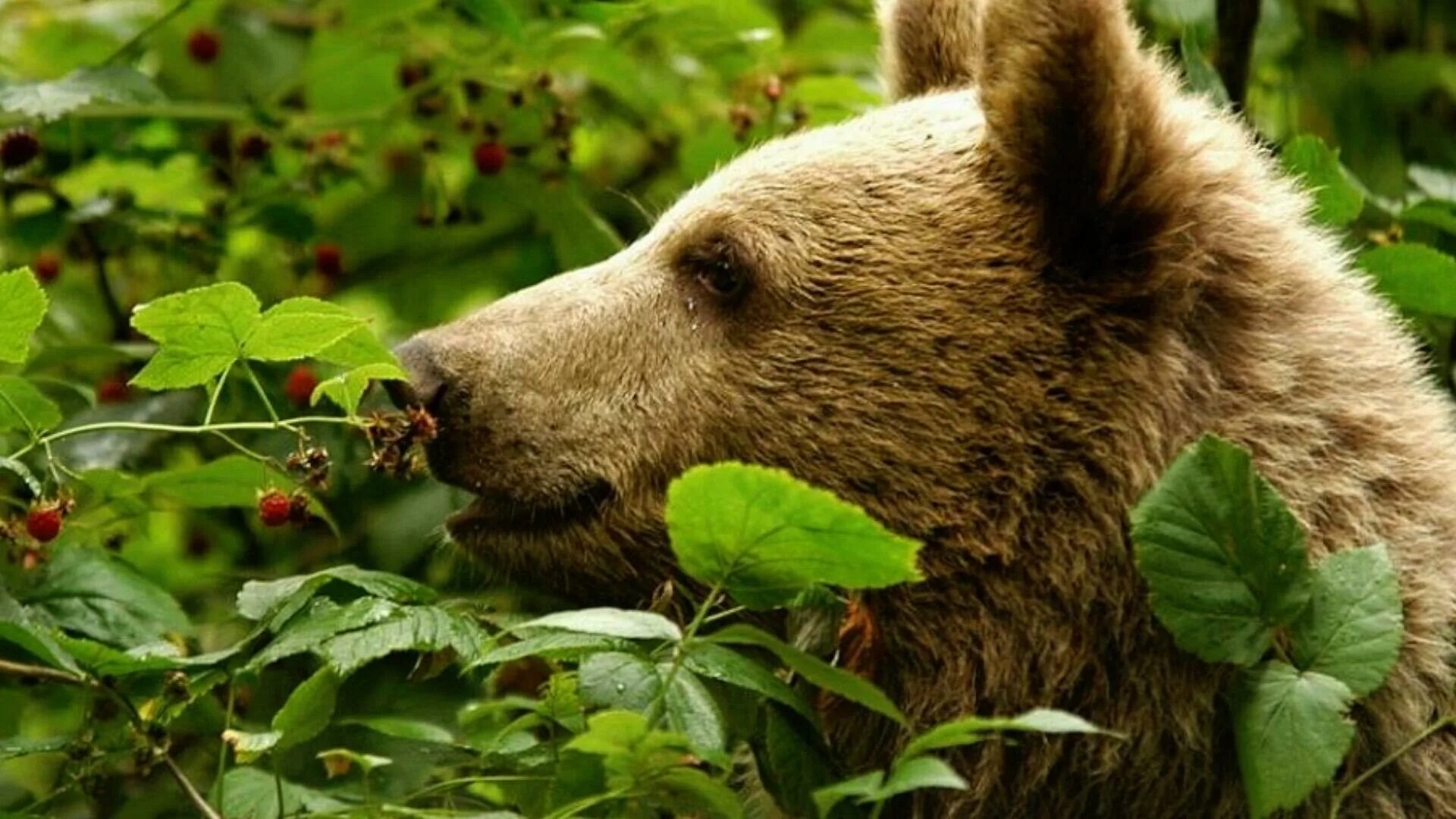 Продукты жизнедеятельности медведя фото ЛАДНО МИШКА НЕ ГЛЯДИТ - стихотворение поэта