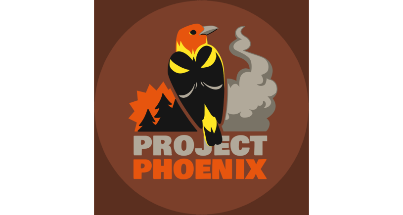 Проект феникс новосиль фото Project Phoenix: Investigating Bird Responses to Smoke Natural History Museum