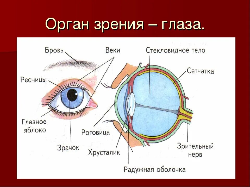 Проект глаза фото Область глаз как называется: найдено 82 изображений