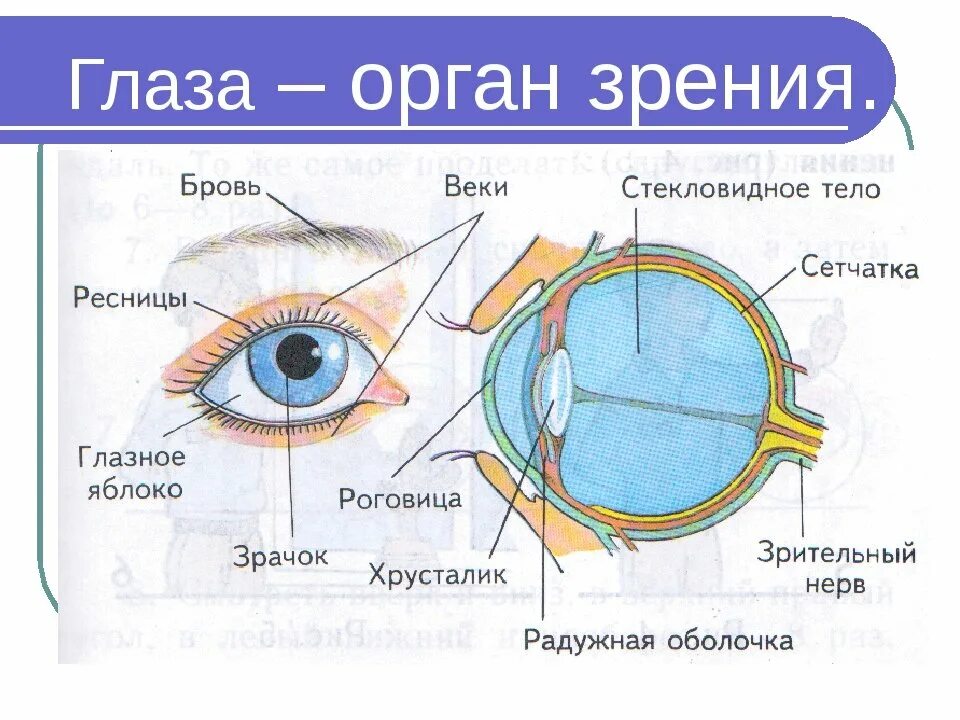 Проект глаза фото Работа глаза человека