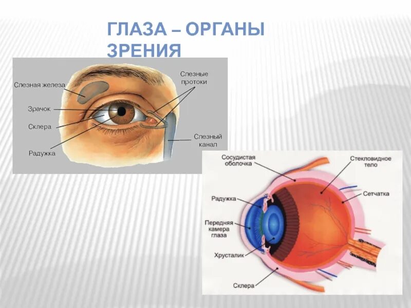 Проект глаза фото Глаз орган чувств человека