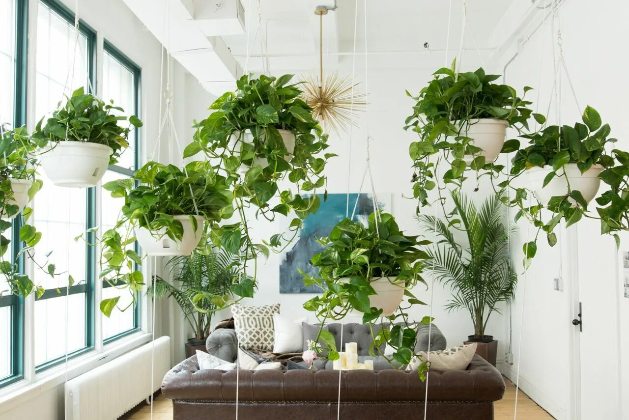 Проект растения интерьере дома Noa Santos & Will Nathan of Homepolish - Design Milk Interior plants, Plant wall