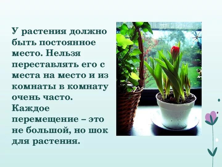 Проект растения в интерьере 6 класс Презентация по технологии "Комнатные растения в интерьере квартиры" (6 класс)