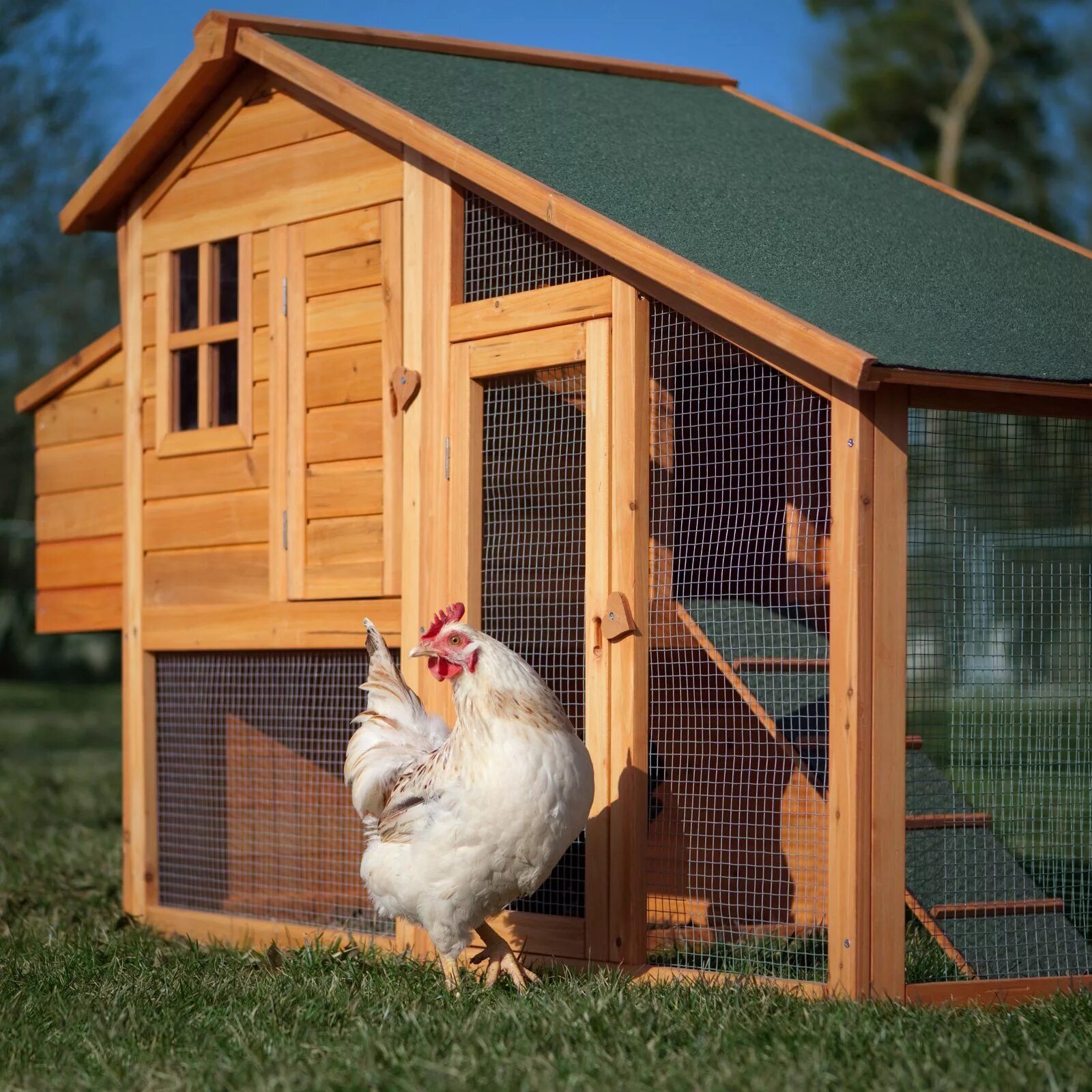 Проекты курятника фото Boomer & George Deluxe Chicken Coop www.hayneedle.com Chickens backyard, Buildin