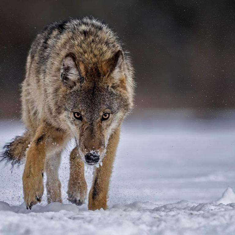 Профессиональная фото волка Фотки волков - Волк - Википедия