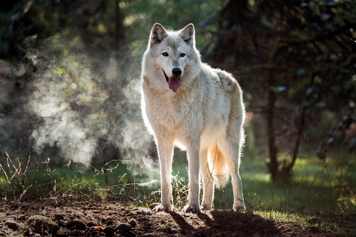 Профессиональная фото волка Delicate Dances With Conservationists Who Save Wolves in Washington State - Bloo