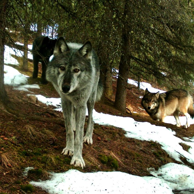 Профессиональная фото волка Wolves - Denali National Park & Preserve (U.S. National Park Service)