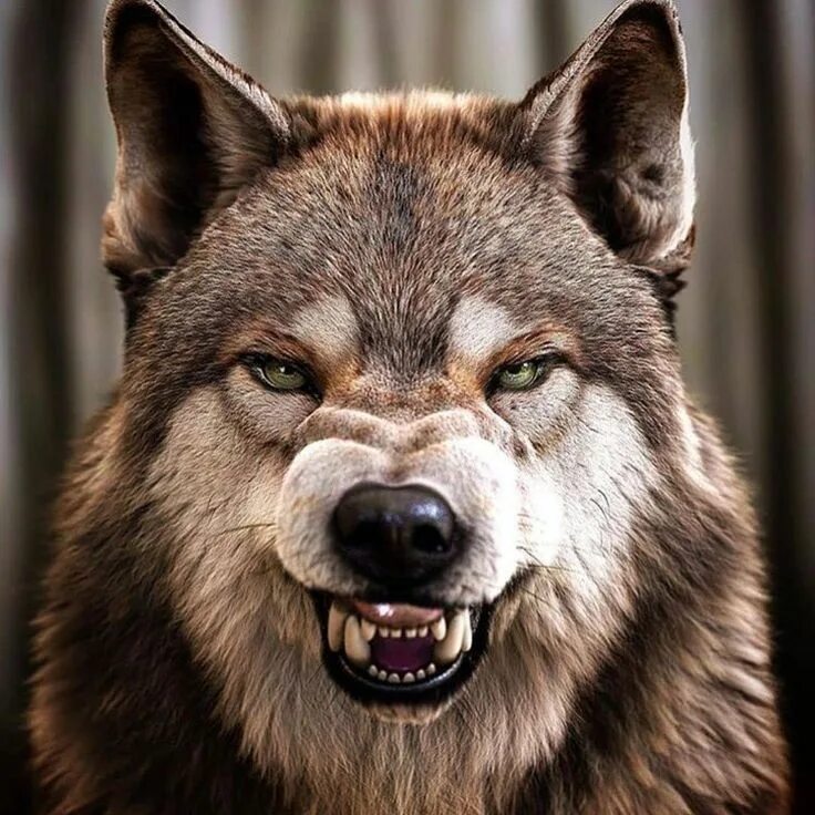 Профессиональная морда волка фото Pin on Wolves,x Wolf dog, Wolf pictures, Snarling wolf