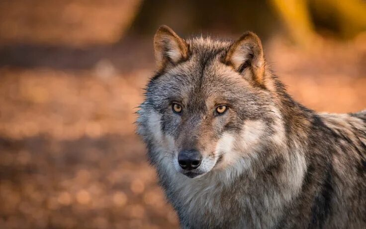 Профессиональная морда волка фото Beautiful Gray Wolf Fondos de pantalla, Fondos de escritorio 1920x1200 ID:700288