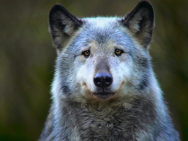 Профессиональная морда волка фото Скачать обои forest, nature, dog, wolf, раздел животные в разрешении 640x480