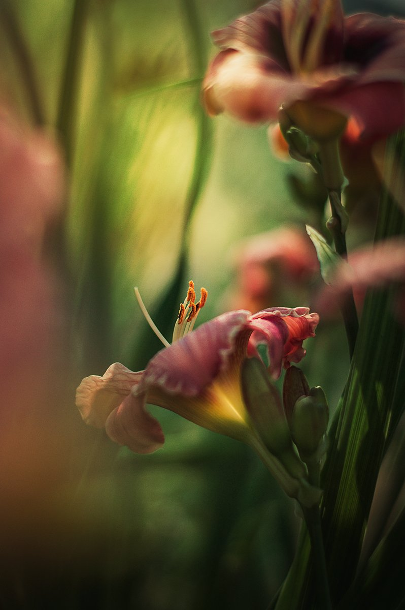 Профессиональное фото цветов Фотография № 1367318. Фотограф Чернякова Анна Night garden, Macro photography, P