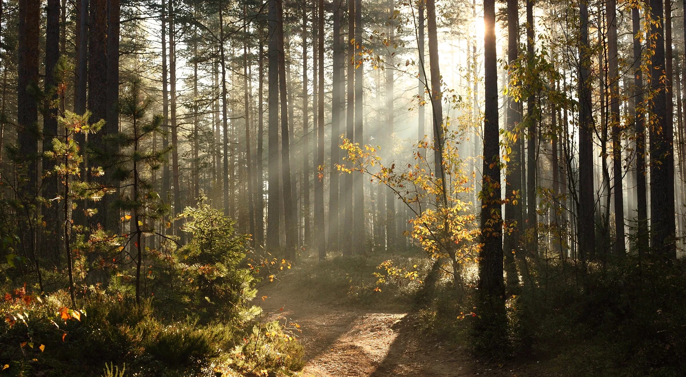 Профессиональные фото леса Wallpaper : sunlight, nature, wood, sunrise, morning, mist, beams, Russia, wilde