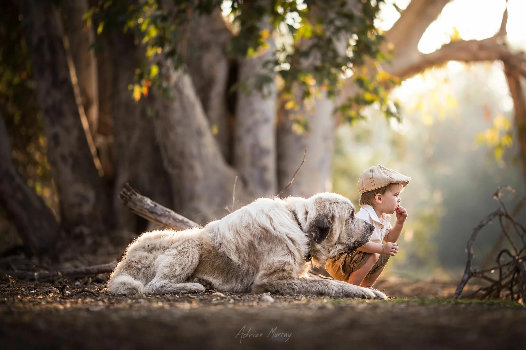 Профессиональные фото животных Pin on Adrian murray