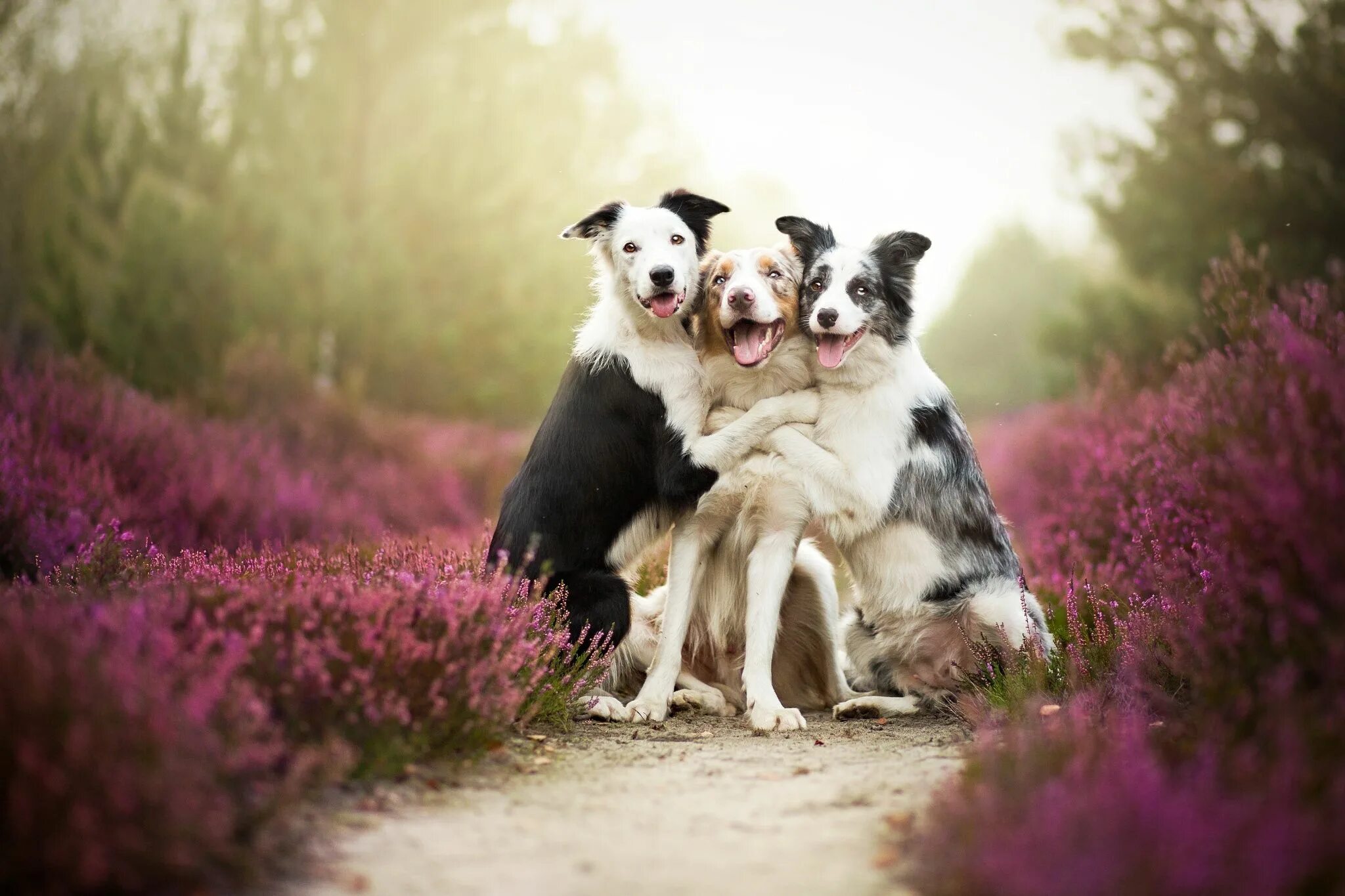 Профессиональные фото животных Friends Perro mejor amigo, Imagenes de perros, Fotografias de perros