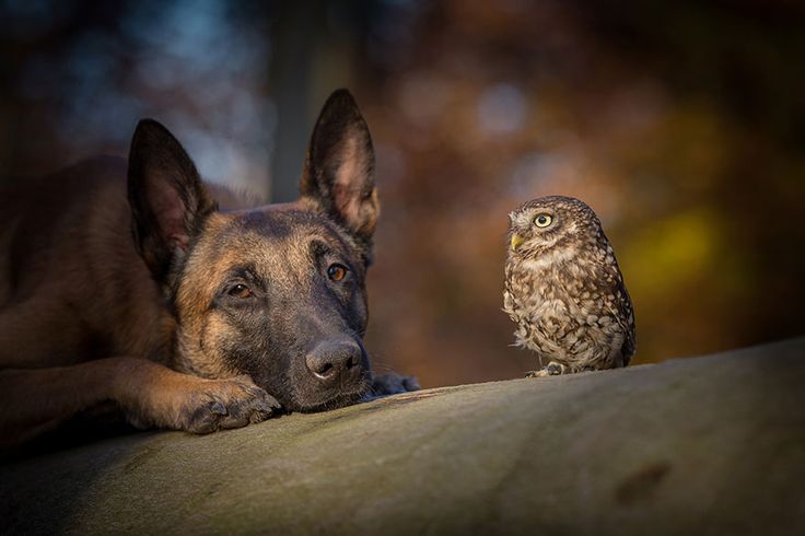 Профессиональные фото животных Photographer Captures Beautiful Images of an Unlikely Friendship Between a Dog a