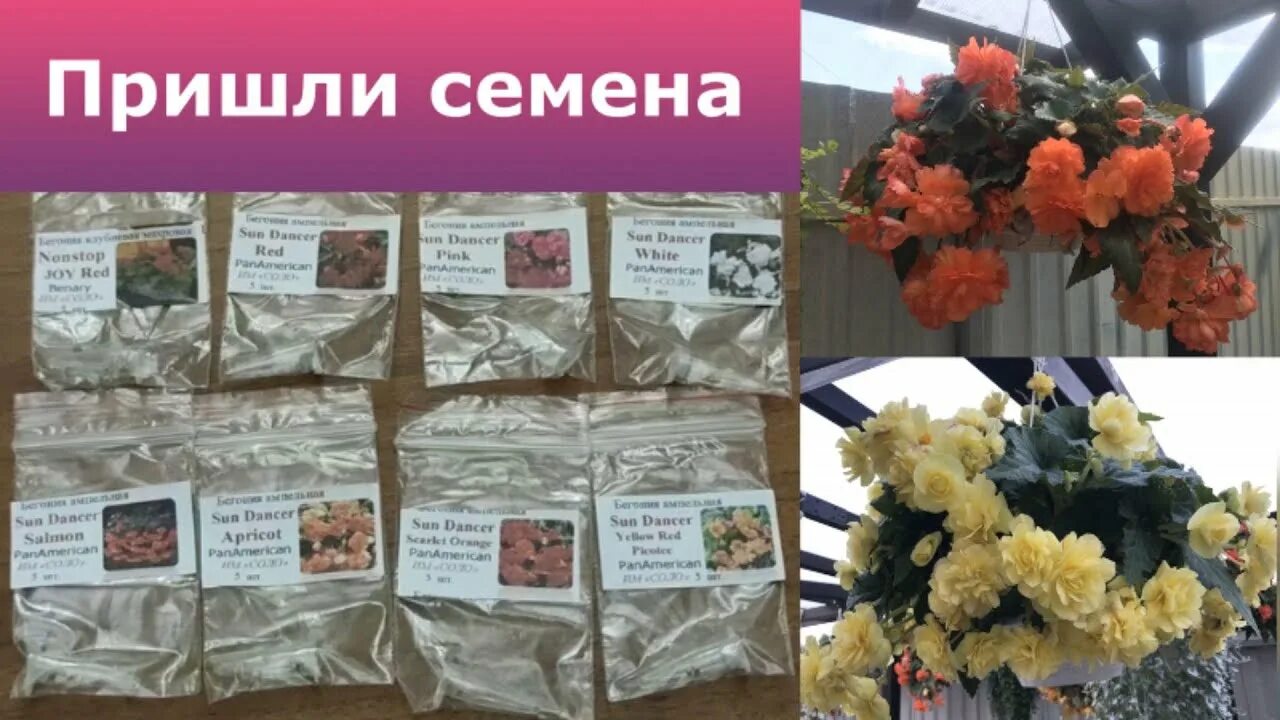 Семена из нидерландов фото - Arhids.ru